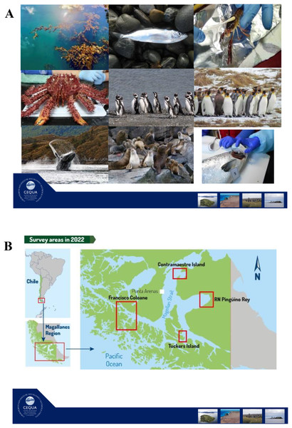 Target species and main areas of field sampling of the Surface microbiome of key species in the Strait of Magellan.