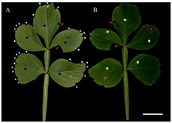 Leaf morphology of Serjania erecta Radlk (Sapindaceae).
