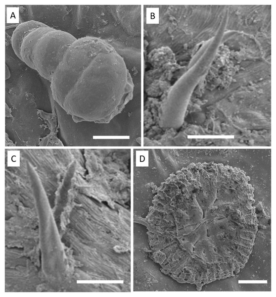 Electron micrographs of S. erecta Radlk (Sapindaceae) leaf teeth (A, B, and C) and leaf blade (D).