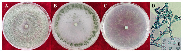 Colonies and microscopic photographs of pathogenic fungi.
