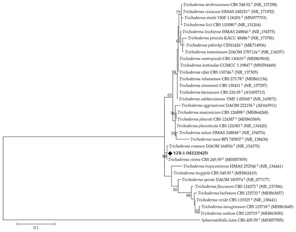 The phylogenetic tree generated from the ITS sequences of Trichoderma spp.