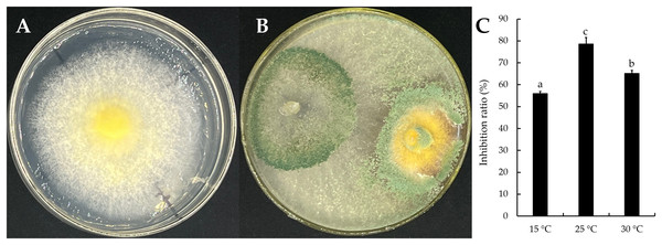 The dual-culture of T. virens strain YZB-1 and S. vaninii.