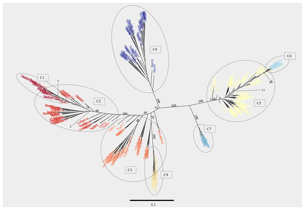 Maximum likelihood phylogenetic tree generated with the software RAxML showing individuals from the 17 locations studied.