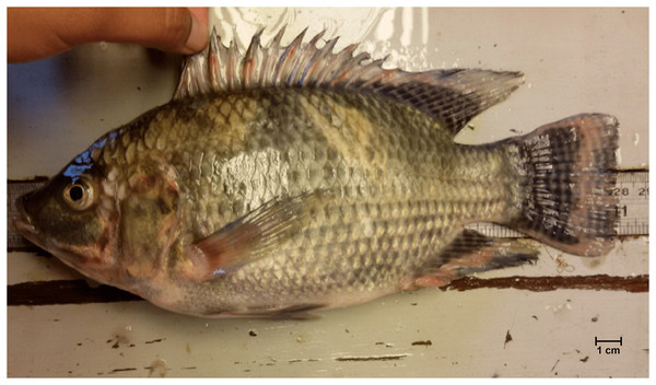 The cultured GenoMar Supreme Tilapia (GST), Oreochromis niloticus with elongated mouth and body, and long caudal fin captured in the natural waters of Temengor Reservoir.
