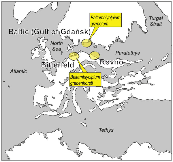 Putative paleogeographical positions of source areas for Baltic, Bitterfeld and Rovno amber deposits in Europe from the early to middle Eocene.