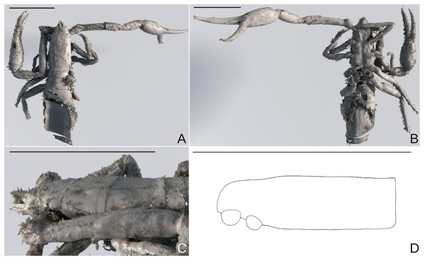Baltamblyolpium grabenhorsti sp. nov., holotype, adult (GZG.BST.30001 (ex HGPG (PS 12))), habitus (A, B) and carapace (C, D).