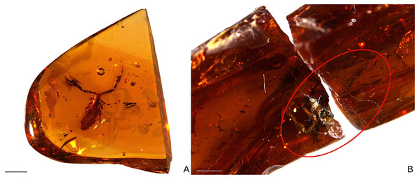 Baltamblyolpium gen. nov. inclusions in Baltic (A) and Bitterfeld (B) ambers.