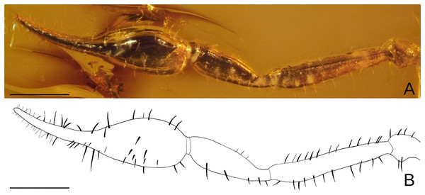 Baltamblyolpium gizmotum sp. nov., holotype ♀ (GPIH 05069 [ex. CGPC]), pedipalp as photograph (A) and interpretative drawing (B).