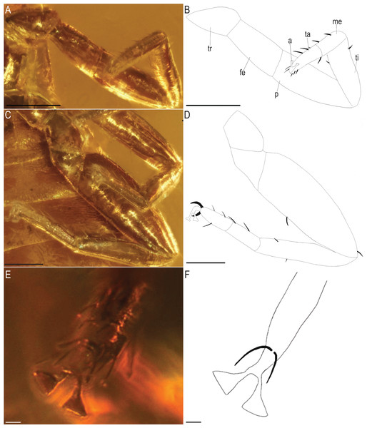 Baltamblyolpium gizmotum sp. nov., holotype ♀ (GPIH 05069 (ex. CGPC)), leg I (A, B), leg IV (C, D), arolium (E, F) as photographs (A, C, E) and interpretive drawings (B, D, F).
