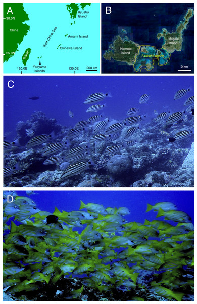 Study site and fish aggregations of Lutjanus decussatus and L. fulviflamma.