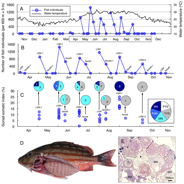 Temporal changes in number of fish individuals and gonad-somatic index for Lutjanus decussatus.