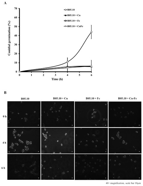 Effect of Fe50 (9.08 mM), Cu50 (2.87 mM), and Cu50–Fe50 on conidial germination of B. cinerea.