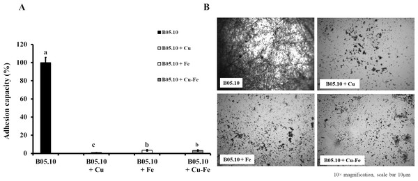 Effect of Cu50 (2.87 mM), Fe50 (9.08 mM), and Cu50–Fe50 on adhesion capacity of B. cinerea.