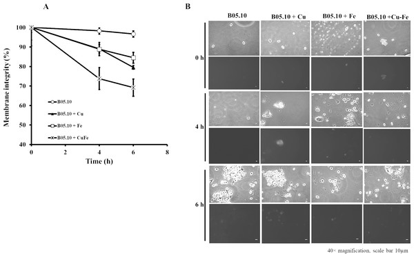 Effect of the metals on plasma membrane integrity of B. cinerea.