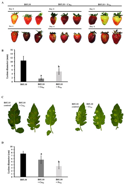 Pathogenicity assay of the Botrytis B05.10 strain in presence of metallic inhibitors.