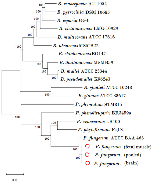 Phylogenetic tree generated using core-genome SNPs mined from whole genomes of Paraburkholderia fungorum isolated from a Malayan pangolin (Manis javanica) fetus.