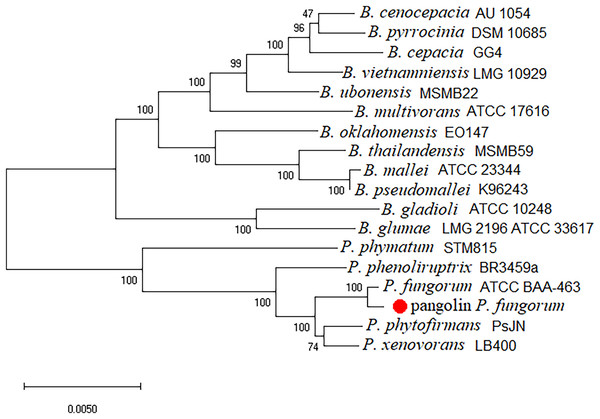 Burkholderial phylogenetic tree generated using conserved proteins isolated from a Malayan pangolin (Manis javanica).