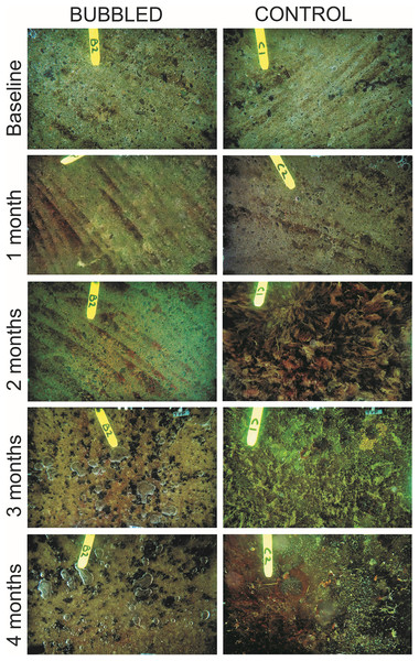 Example images of biofouling accumulation on treated (Bubbled) and untreated (Control) sections of the marina pontoon through time.