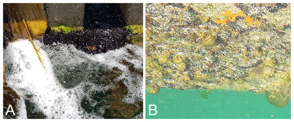 High biomass of mussels (Xenostrobus pulex) and an unidentified filamentous alga was observed on the vertical surfaces of pontoons being treated with continuous bubble streams (A). Vertical surfaces adjacent to control areas had less biofouling biomass, and included bubble weed (Colpomenia sp.), bryozoans, colonial ascidians, hydroids, and small mussels (B).