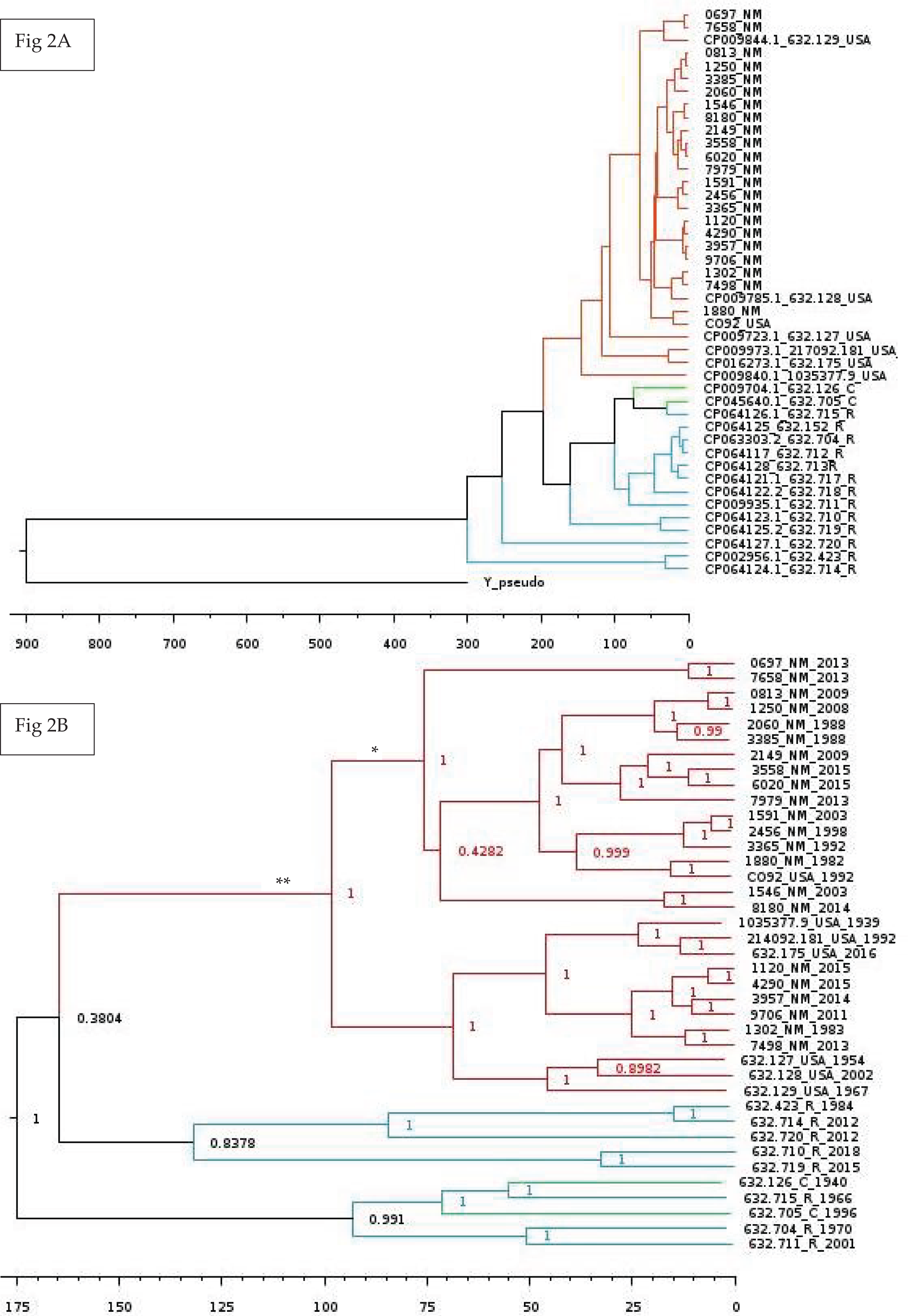 Ancestry blocks for canine chromosome 6. Each horizontal band is an