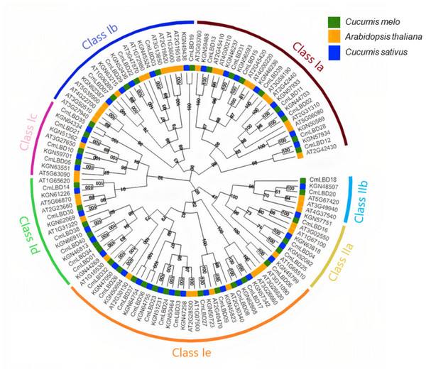 Phylogenetic relationship of LBD proteins in C. melo, C. sativus and A. thaliana.