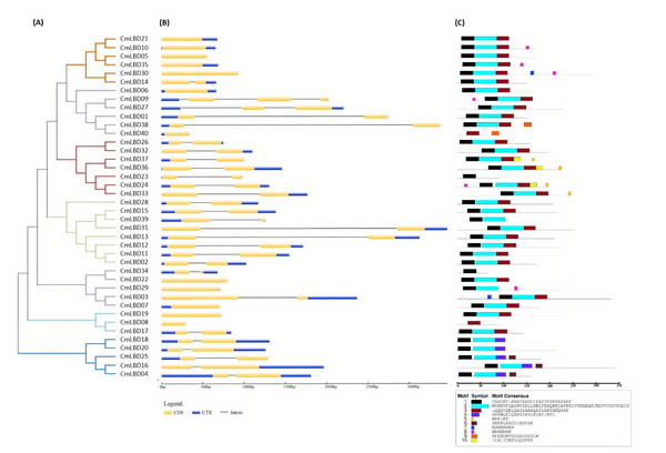 The phylogenetic relationships, conserved motifs and gene structures of CmLBD proteins and CmLBD genes.