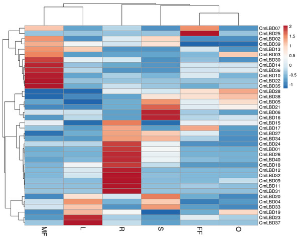 Heatmap of the expression of CmLBD genes in six different tissues from the R (root), O (ovary), S (stem), L (leaf), FF (female flower) and MF (male flower) of plants according to the transcriptome data.