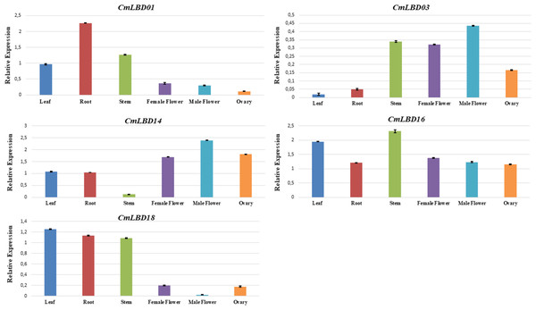 qRT–PCR analysis of CmLBD genes in different melon tissues.