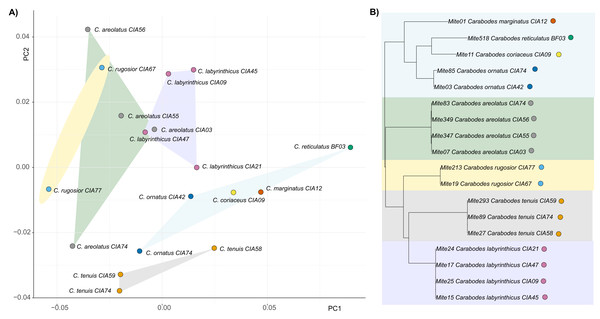 Clawshape and phylogeny in Carabodes.