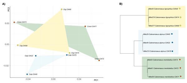 Clawshape and phylogeny in Caleremaeus.