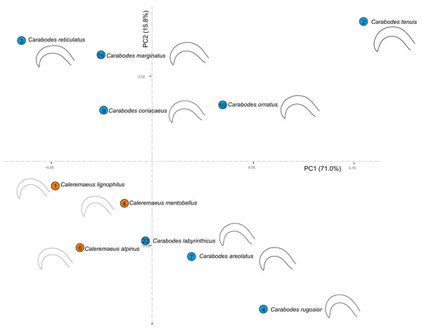 Principal component analysis and meanshapes of claws.