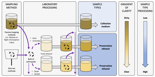 Terminology and description of sample types for metabarcoding from trapping liquids.