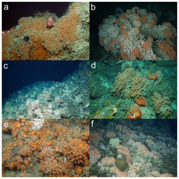 Examples of deep-sea scleractinian reefs that can be identified as a VME from a single image.