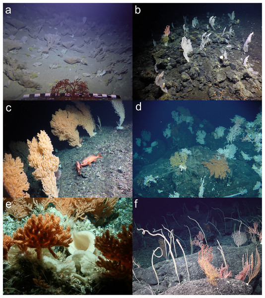 Examples of coral gardens that can be identified as a VME from a single image.