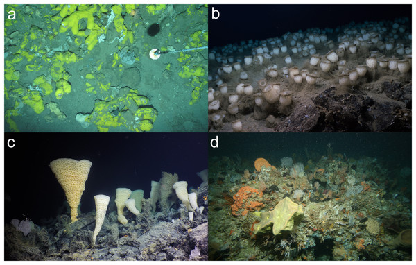 Example images of sponge aggregations that were considered a VME from a single image.