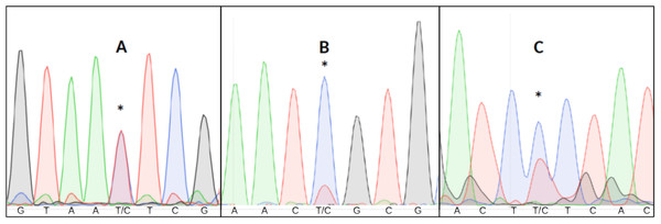 Three examples of point heteroplasmy in different chromatograms.