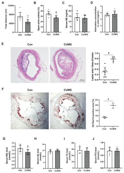 CUMS aggravates vascular atherosclerotic lesions and decreases serum HDL levels.