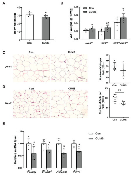 CUMS increases body fat percentage and enlarges iWAT adipocytes in WD ApoE-/- mice.