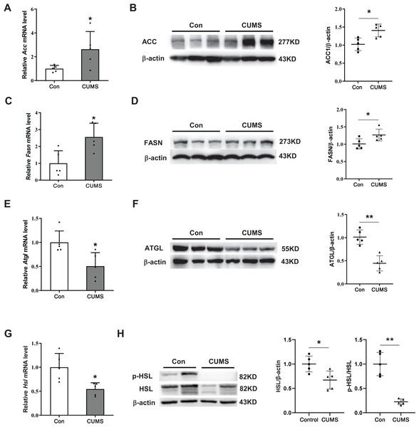 CUMS increases lipid synthesis and decreases lipid hydrolysis in iWAT.