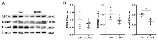 CUMS decreases ApoA-I expression in iWAT.