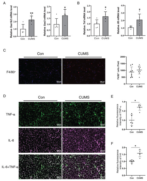 CUMS increases mRNA levels of inflammatory cytokine in iWAT.