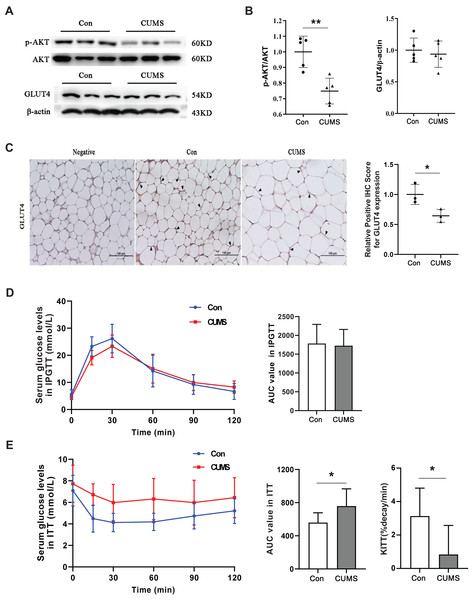 CUMS inhibits the insulin pathway in iWAT and causes insulin resistance in mice.