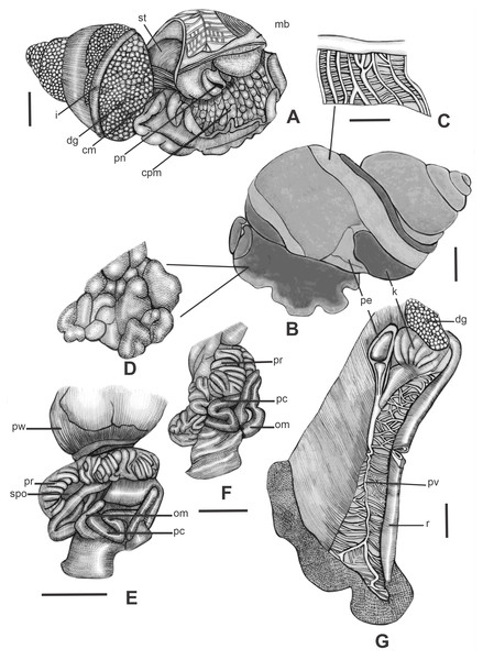 Morphology of pallial and reproductive systems of Drymaeus (Mesembrinus) interpunctus.