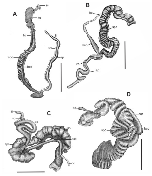 Reproductive system of Drymaeus (Mesembrinus) interpunctus.