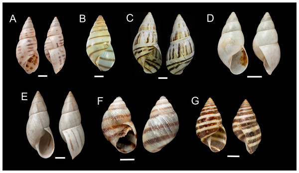 Shells of Drymaeus (Mesembrinus) spp.