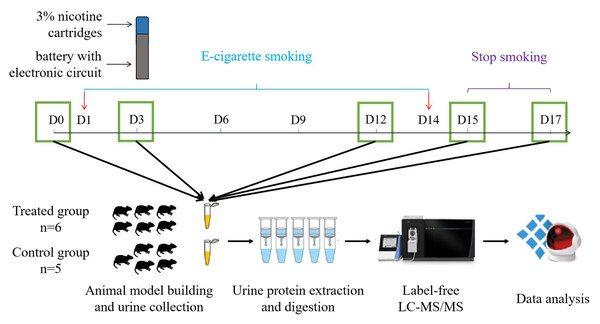 Workflow for urine proteomic analysis in rat e-cigarette models.