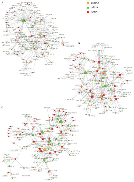 Network depicting the co-expression of circRNAs, miRNAs, and mRNAs.