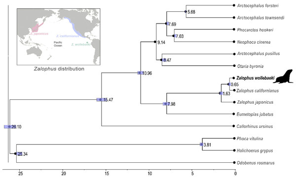 Time calibrated phylogeny of Zalophus wollebaeki.