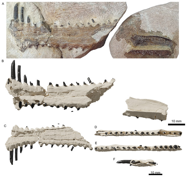 The upper jaw of the holotype (ML 2554) of Lusognathus almadrava gen. et sp. nov. (ML 2554).