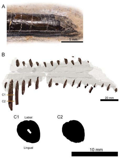 Tooth morphology of Lusognathus almadrava gen. et sp. nov. holotype (ML 2554).